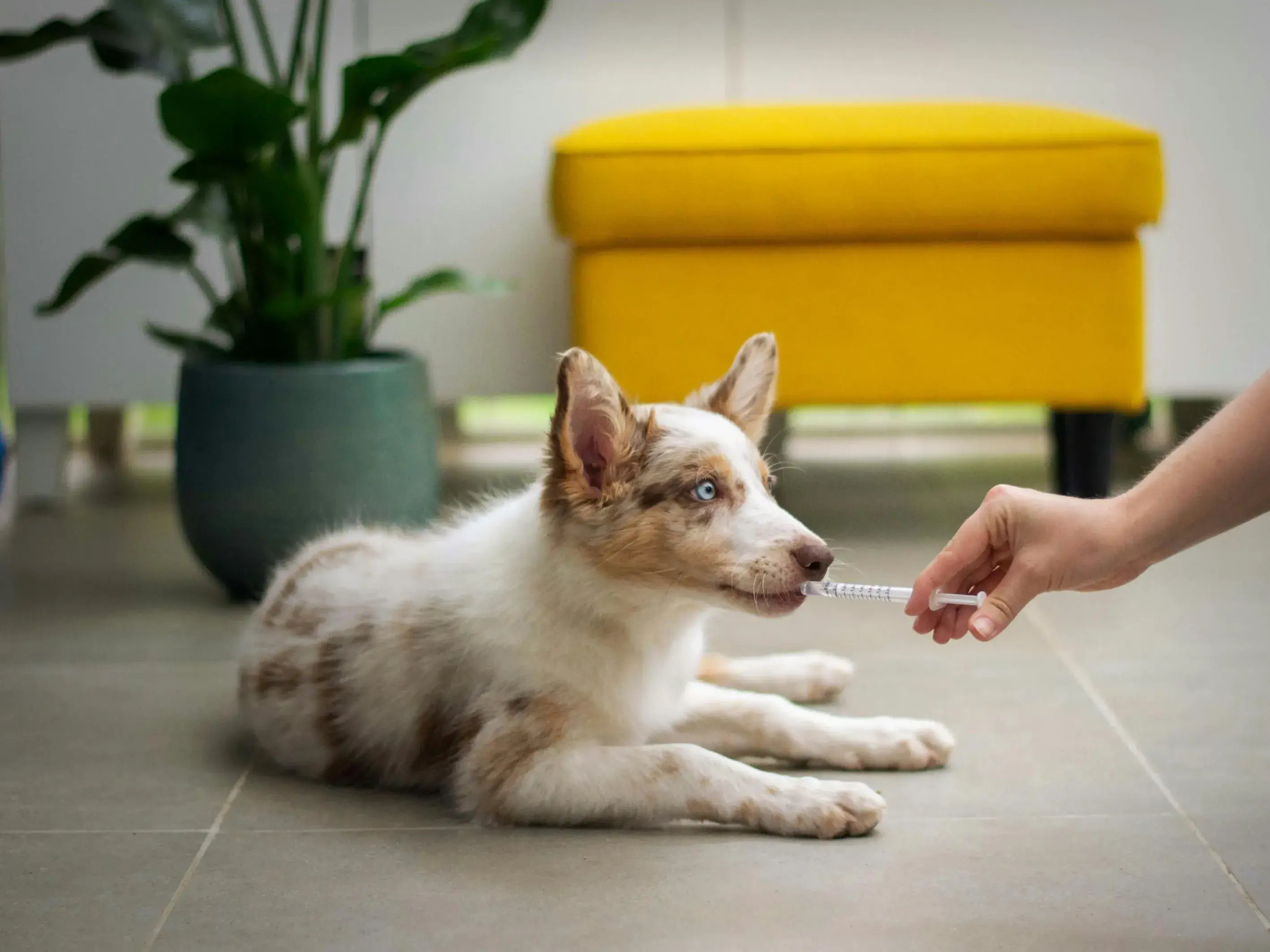 Animal Microbiome Sequencing