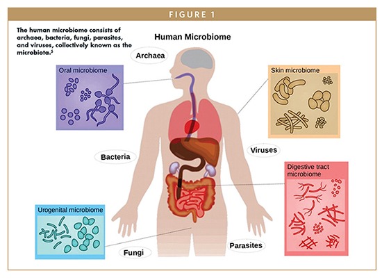 human microbiome infographic