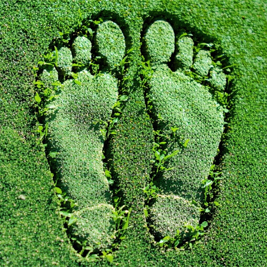 The Carbon Footprint of Bioinformatics