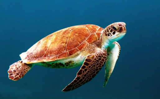Environmental DNA & Invasive Species: Protecting Endangered Species