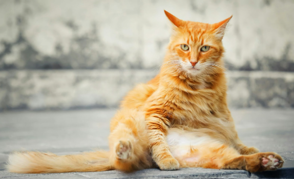 Gut microbiome of obese cats differs from lean cats